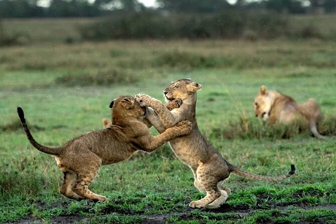 4 Day Group Tour to Maasai Mara and Lake Nakuru by a 4WD Cruiser - Food and Pace: Lunches in the Bush vs. Road Comfort