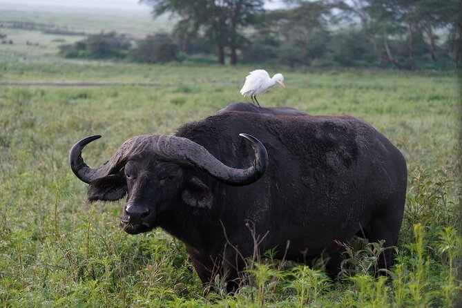 4 Day Group Tour to Maasai Mara and Lake Nakuru by a 4WD Cruiser - Price and Value: What $350 Really Includes, and What It Does Not