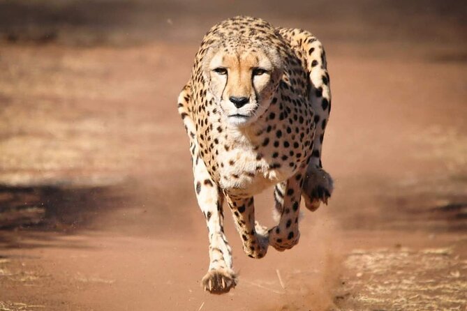 4 Day Group Tour to Maasai Mara and Lake Nakuru by a 4WD Cruiser - Day 2 Maasai Mara Full-Day Big Five Search and Mara River Time