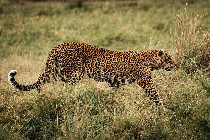 4-Day Maasai Mara and Lake Nakuru Safari from Nairobi - From Nairobi to the Parks: Pickup at 7:30 and How the Day Gets Set Up