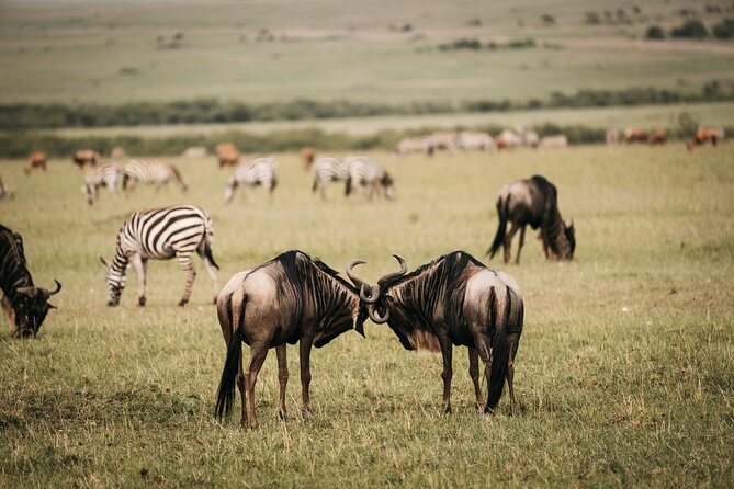 4-Day Maasai Mara and Lake Nakuru Safari from Nairobi - Day 3: Lake Nakuru, Pink Flamingos, and Bird-Watcher Paradise