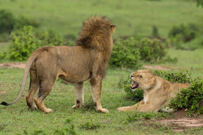 4-Day Maasai Mara and Lake Nakuru Safari from Nairobi - Your Vehicle and Guide: Open-Roof 4x4 Makes a Difference