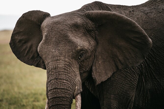 4-Day Maasai Mara and Lake Nakuru Safari from Nairobi - Meals, Water, and That Peace-of-Mind Inclusion List