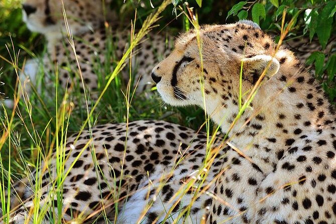 4-Day Masai Mara and Lake Nakuru Jeep Safari - Mount Longonot, Narok lunch, then into Maasai Mara