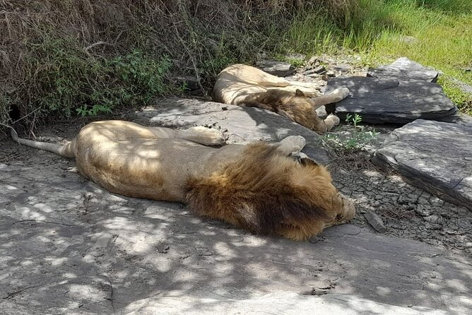 4-Day Masai Mara and Lake Nakuru Jeep Safari - Optional Maasai village visit and what to budget for culture