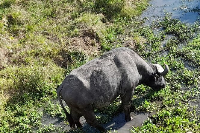 4-Day Masai Mara and Lake Nakuru Jeep Safari - Lake Nakuru full-day game drive: flamingos and rhino sightings