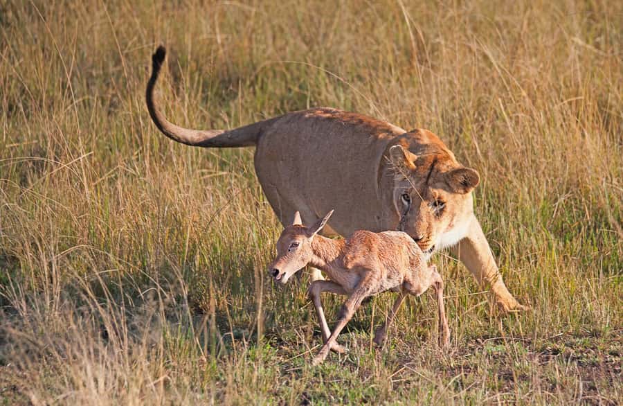 4-Day Masai Mara and Lake Nakuru Safari - Lake Nakuru Day 3: Flamingoes, Rhinos, and Tree-Climbing Lions