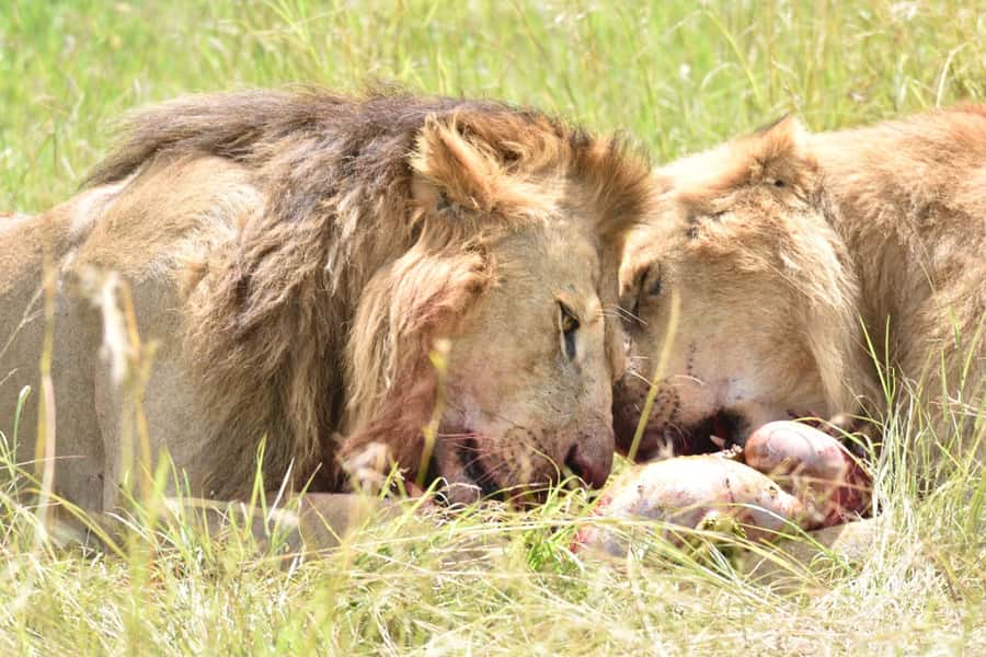 4-Day Masai Mara and Lake Nakuru Safari - Day 4 Wildlife on the Way Back to Nairobi