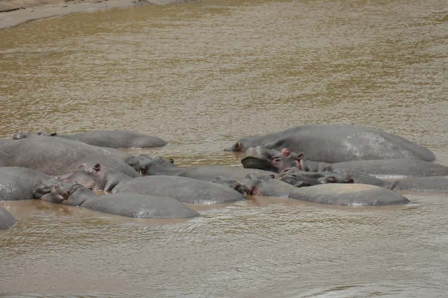 4-Day Masai Mara and Lake Nakuru Safari - Optional Extras: Masai Village, Balloon Safari, and Drinks