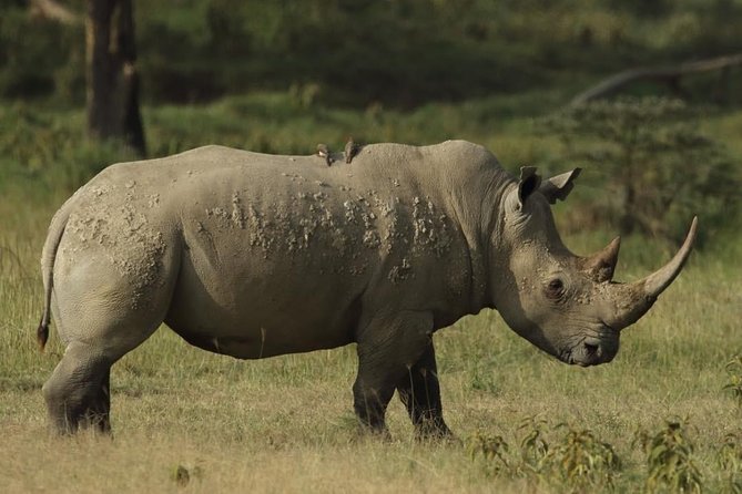 4-Day Masai Mara and Lake Nakuru safari from Nairobi. - Small-group safari pace from Nairobi, built for sightings