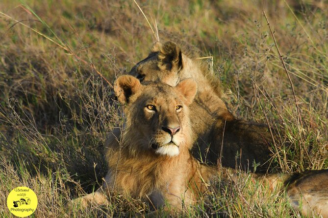 4-Day Masai Mara and Lake Nakuru safari from Nairobi. - Day 3: Pre-breakfast predator timing, then Lake Nakuru’s flamingo season energy