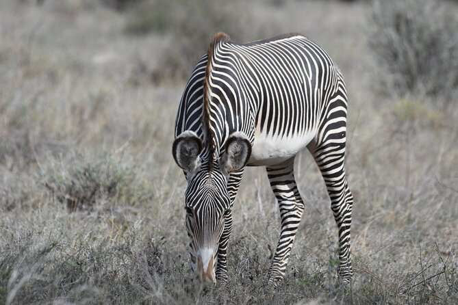 4-Day Masai Mara and Lake Nakuru safari from Nairobi. - Guide impact: why Pete, and his careful driving, matters more than you think