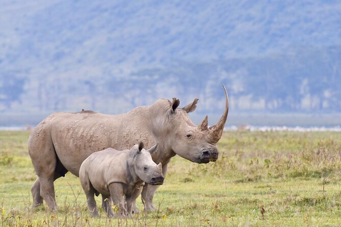4-Day Masai Mara and Lake Nakuru Safari Tour from Nairobi - Key highlights worth circling