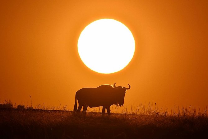 4-Day Masai Mara and Lake Nakuru Safari Tour from Nairobi - Day 1: Nairobi pickup, Rift Valley drive, Narok Town stop, then Mara at sunset