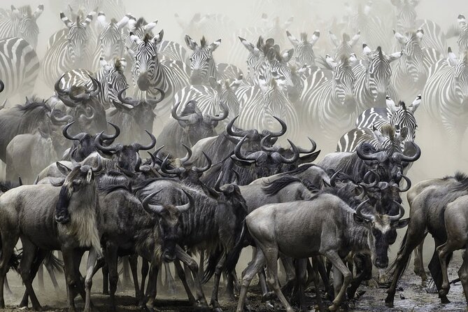 4-Day Masai Mara and Lake Nakuru Safari Tour from Nairobi - Day 4: Early Lake Nakuru safari for active cats, then Great Rift Valley views back to Nairobi