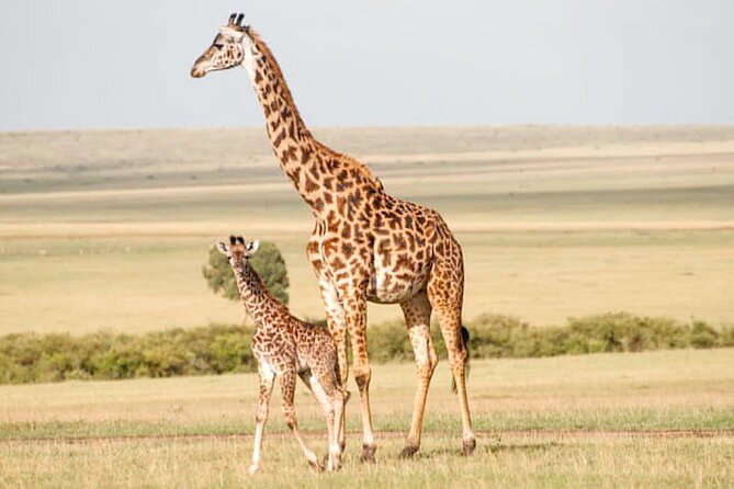 4-Day Masai Mara and Lake Nakuru Safari Tour from Nairobi - What the full-board lodge setup means for your comfort and energy