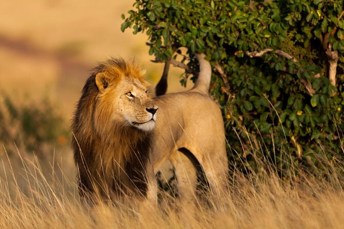4-Day Masai Mara and Lake Nakuru Safari Tour from Nairobi - Price and value: what you are paying for in $1,690 per person