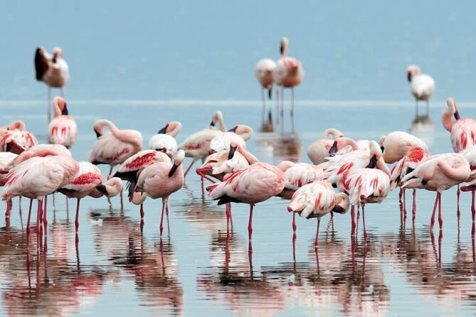 4-Day Masai Mara and Lake Nakuru Safari Tour from Nairobi - How you can maximize sightings on these specific drive days