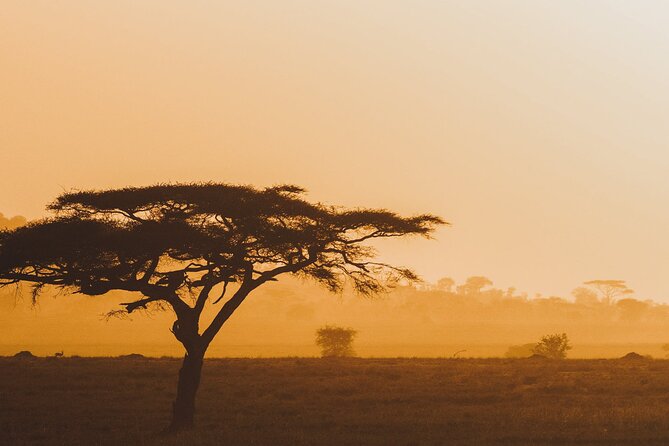 4-Day Masai Mara and Lake Nakuru Safari Tour from Nairobi - Day 2: Masai Mara morning and afternoon drives for the Big Five odds