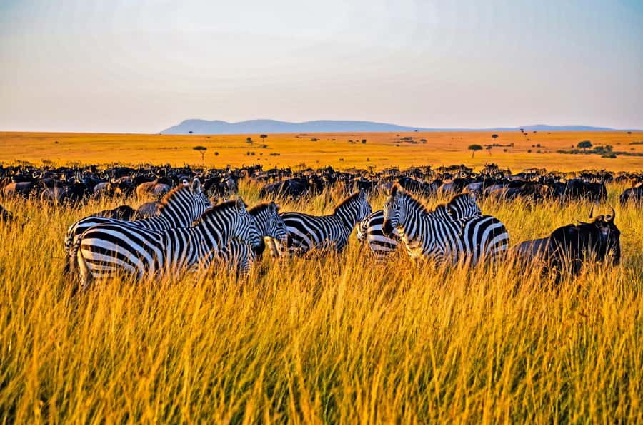 4-Day Masai Mara and Lake Nakuru Safari - Two Game Drives a Day in the Mara on Day 2