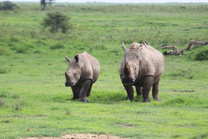 4-Day Masai Mara Big Five Safari - Big Five Time in Masai Mara, Built Around the Long Game-Drive Window