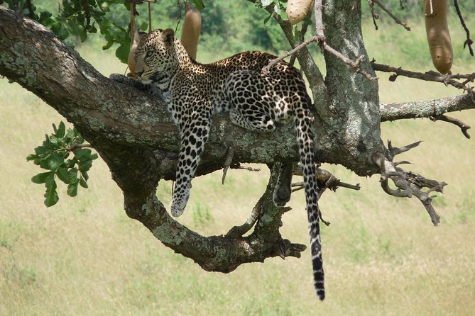 4-Day Masai Mara Big Five Safari - Day 3: A Second Big-Drive Day, Plus Rare Mara Chances and Birdwatching
