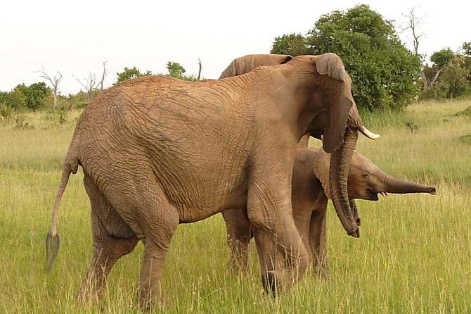 4-Day Masai Mara Big Five Safari - Price and Value: Why $1,093.75 Can Make Sense for a 4-Day Big Five Plan