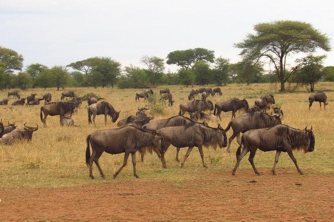 4-Day Masai Mara Big Five Safari - Nairobi Departure: Rift Valley Views, a Narok Stop, and a Smooth Start