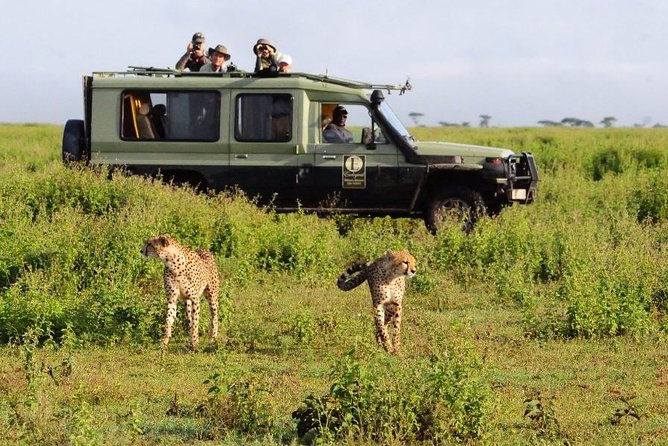 4 Day Masai Mara & Lake Nakuru Group Joining Camping Safari - Daily Departures - Lake Nakuru Morning: Flamingos, Rhinos, and Bird Counts