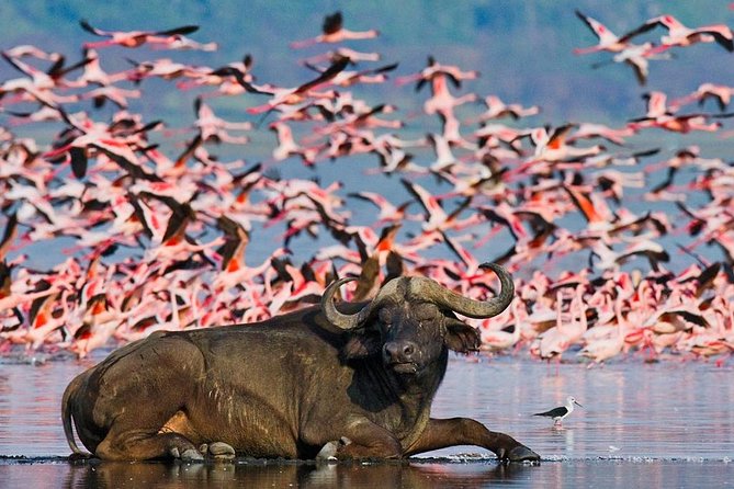4 Day Masai Mara & Lake Nakuru Group Joining Camping Safari - Daily Departures - Camping Safari Nights: Simple, Practical, and Park-Based