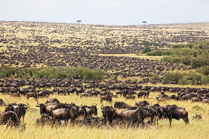4 Day Masai Mara & Lake Nakuru Group Joining Camping Safari - Daily Departures - Your Guide Matters: Game Drives, Spotting, and Calm Driving