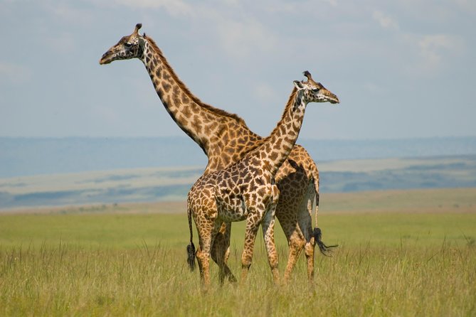 4 Day Masai Mara & Lake Nakuru Group Joining Camping Safari - Daily Departures - Nairobi Pickup to Maasai Mara: What Day 1 Feels Like