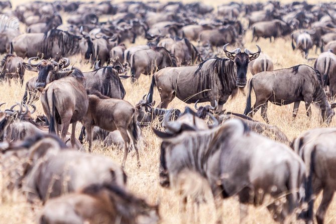 4-Day Masai Mara - Luxury Private safari (JEEP) - The private luxury jeep, and why the pop-up roof is a big deal
