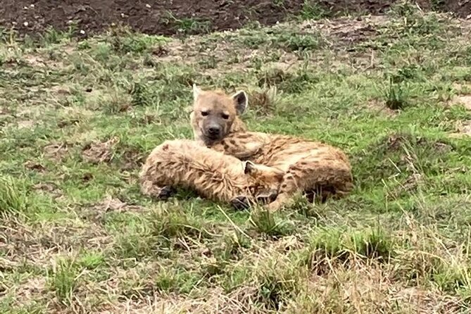 4-Day Masai Mara - Luxury Private safari (JEEP) - Day 2 starts early, aims at the Big Five, then delivers Mara River crocodiles and hippos