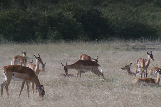 4-Day Masai Mara - Luxury Private safari (JEEP) - Optional add-ons, how to decide without overpaying