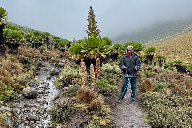 4-Day Mount Kenya Trekking with Pick Up - Price and Logistics: Is $941.18 Good Value?