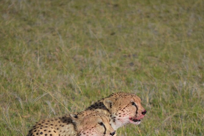 4 Day Private Lake Naivasha and Maasai Mara Safari Adventure - Why Naivasha and Maasai Mara Fits Four Days