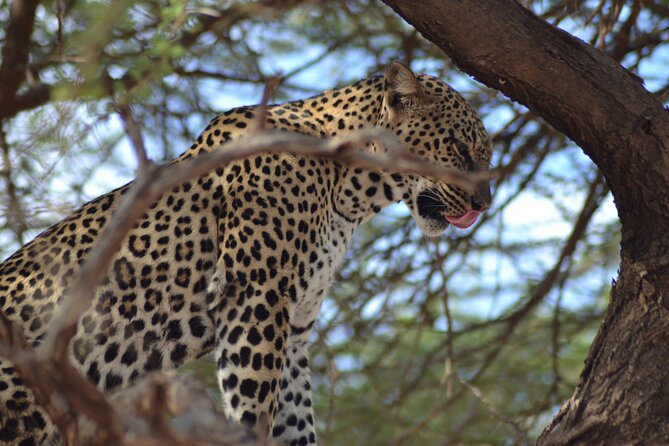 4 Day Private Masai Mara Flight Safari Tour from Nairobi - Maasai village visit and the balloon sky safari: optional add-ons that can be worth it