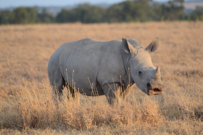 4 Day Private Masai Mara Flight Safari Tour from Nairobi - Meals and overnight base: what the all-inclusive approach means in real life
