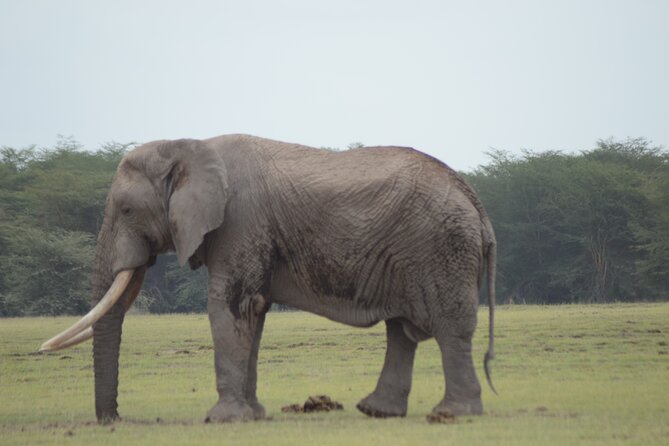 4 Day Private Masai Mara Flight Safari Tour from Nairobi - Price and value: is $3,900 per person fair for a private fly-in?