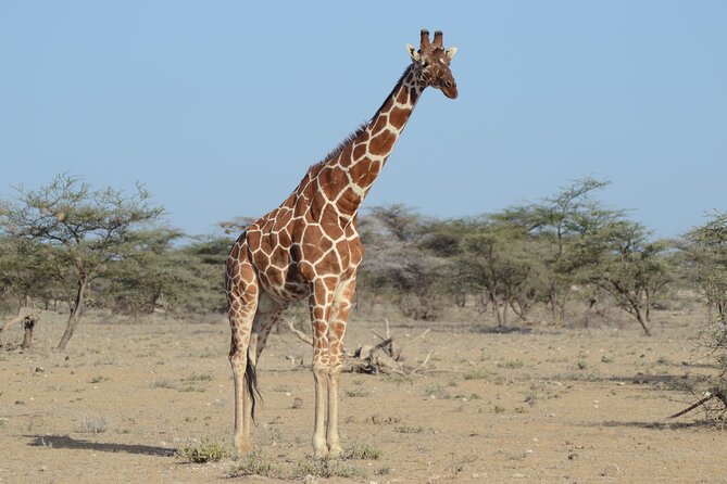 4 Day Private Masai Mara Flight Safari Tour from Nairobi - Best fit: who should book this 4-day Masai Mara flight safari