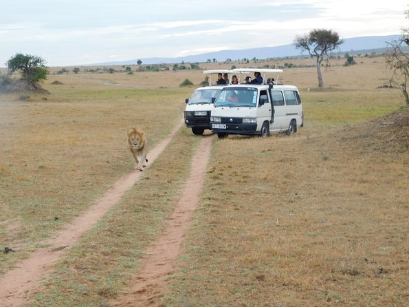 4 Day Private Masai Mara National Reserve & Lake Nakuru National Park Safari - Nairobi pickup at 7:00 AM, then straight into safari mode