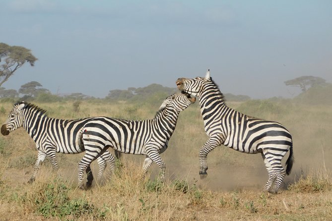 4 Day Private Masai Mara National Reserve & Lake Nakuru National Park Safari - Early game drives on day 4, then back to Nairobi by late afternoon