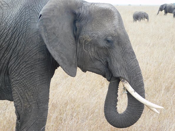 4 Day Private Masai Mara National Reserve & Lake Nakuru National Park Safari - Guides and booking support, what “smooth” looks like in practice