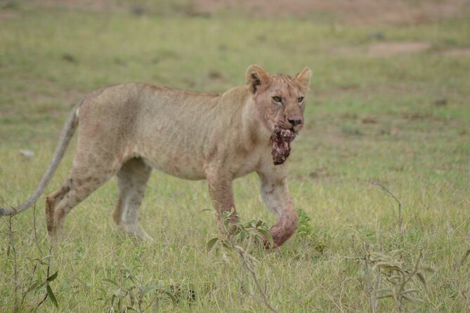 4-Day Safari to Tsavo and Amboseli from Diani Beach - Tsavo West National Park: afternoon game drives plus Ngulia Rhino Sanctuary
