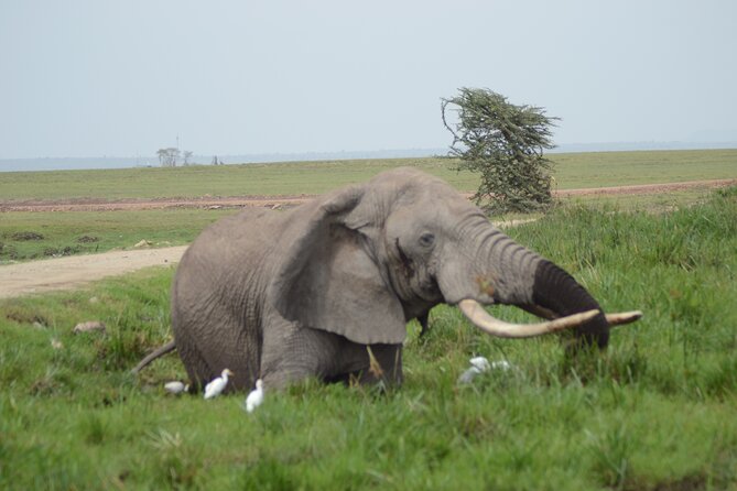 4-Day Safari to Tsavo and Amboseli from Diani Beach - Price and value: does $2,810 make sense from Diani?