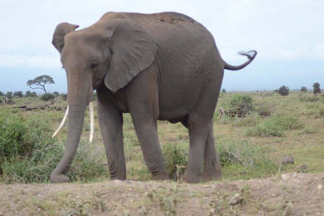 4-Day Safari to Tsavo and Amboseli from Diani Beach - Amboseli National Park: sunrise light, Mzima Springs, and elephants that wander freely