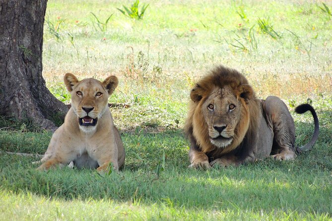 4-Day Tour in Lake Nakuru, Lake Naivash, Masai Mara from Nairobi - Crescent Island Walking Safari: getting close on foot