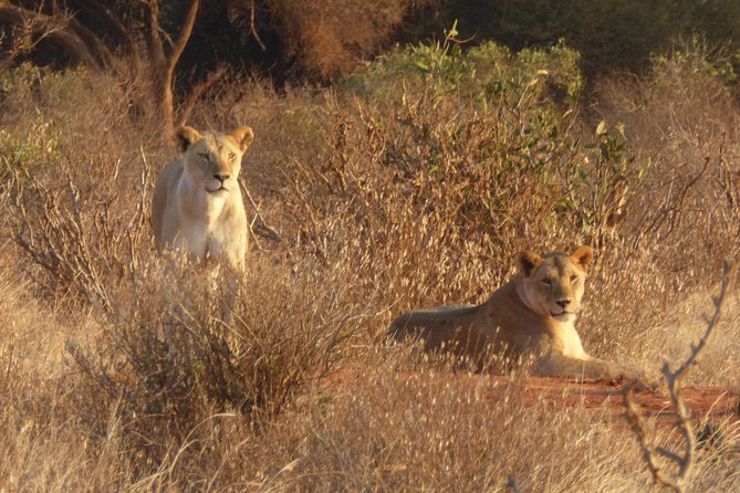 4-Day Tsavo East West and Amboseli National Park from Mombasa - Tsavo East and West to Amboseli: a fast route with real payoff