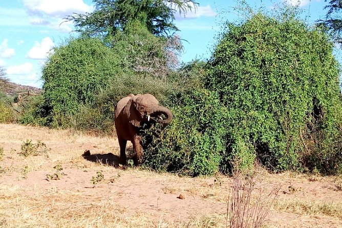 4-Day Tsavo East West and Amboseli National Park from Mombasa - Day 3 in Amboseli with Mzima Springs: hippos, clear water, and Kilimanjaro